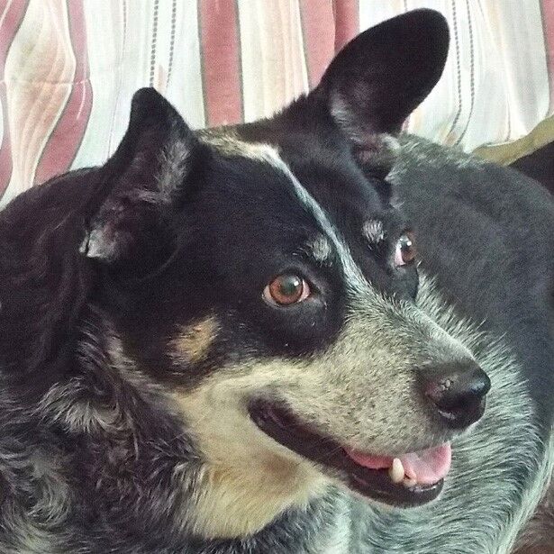 Sheba